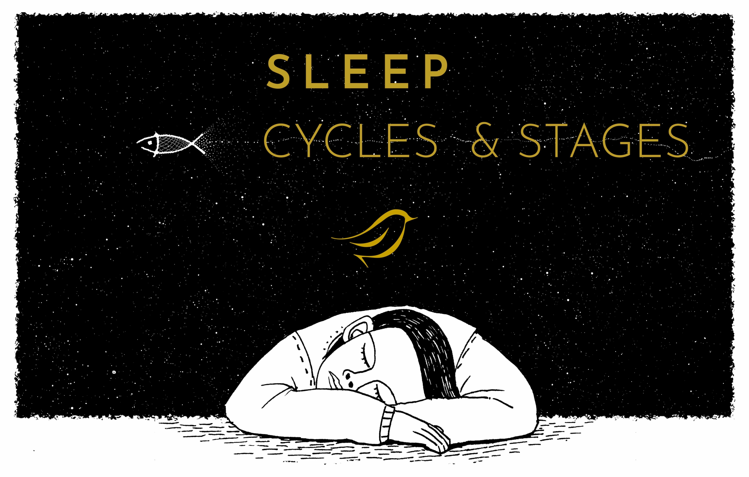 Sleep Cycles Progression Understanding The Mechanism