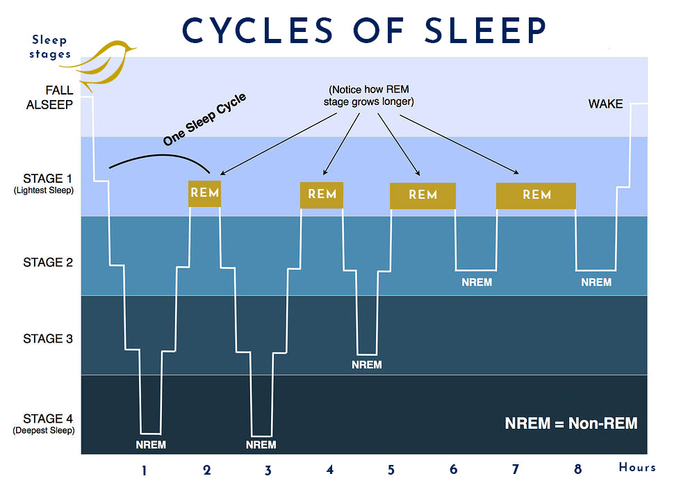 Stages Of Sleep: Psychology, Cycle Sequence, 45% OFF
